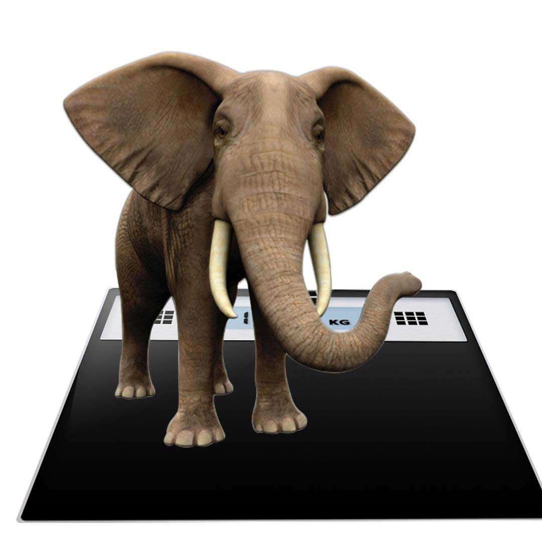 SOGA 180kg Electronic Talking Scale Weight Fitness Glass Bathroom Scale LCD Display Stainless - Cafe Supply