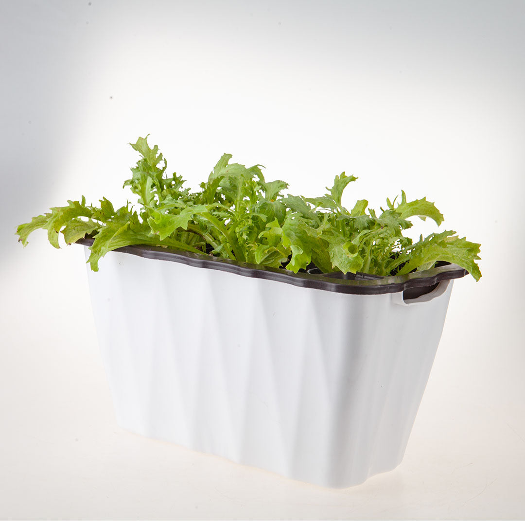 SOGA 2X 35cm Small White Rectangular Flowerpot Vegetable Herb Flower Outdoor Plastic Box Garden Decor - Cafe Supply