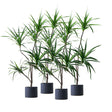 SOGA 4X 180cm Green Artificial Indoor Brazlian Iron Tree Fake Plant Decorative 4 Heads - Cafe Supply