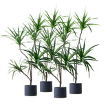 SOGA 4X 180cm Green Artificial Indoor Brazlian Iron Tree Fake Plant Decorative 4 Heads - Cafe Supply