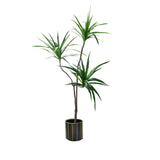 SOGA 180cm Green Artificial Indoor Brazlian Iron Tree Fake Plant Decorative 3 Heads - Cafe Supply