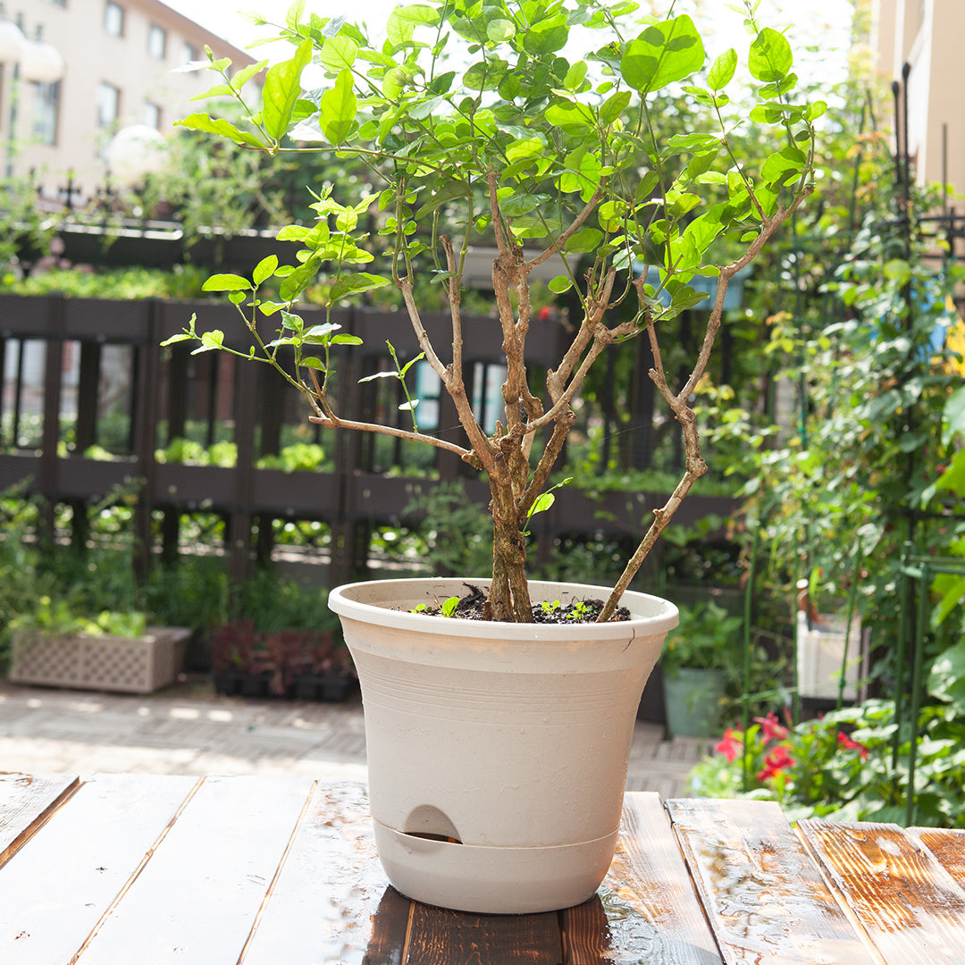 SOGA 19.5 cm White Plastic Plant Pot Self Watering Planter Flower Bonsai Indoor Outdoor Garden Decor Set of 3 - Cafe Supply
