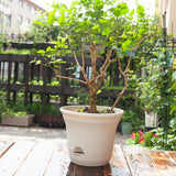 SOGA 19.5 cm White Plastic Plant Pot Self Watering Planter Flower Bonsai Indoor Outdoor Garden Decor Set of 3 - Cafe Supply
