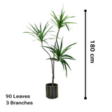 SOGA 2X 180cm Green Artificial Indoor Brazlian Iron Tree Fake Plant Decorative 3 Heads - Cafe Supply