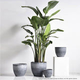 SOGA 2X 32cm Weathered Grey Round Resin Plant Flower Pot in Cement Pattern Planter Cachepot for Indoor Home Office - Cafe Supply