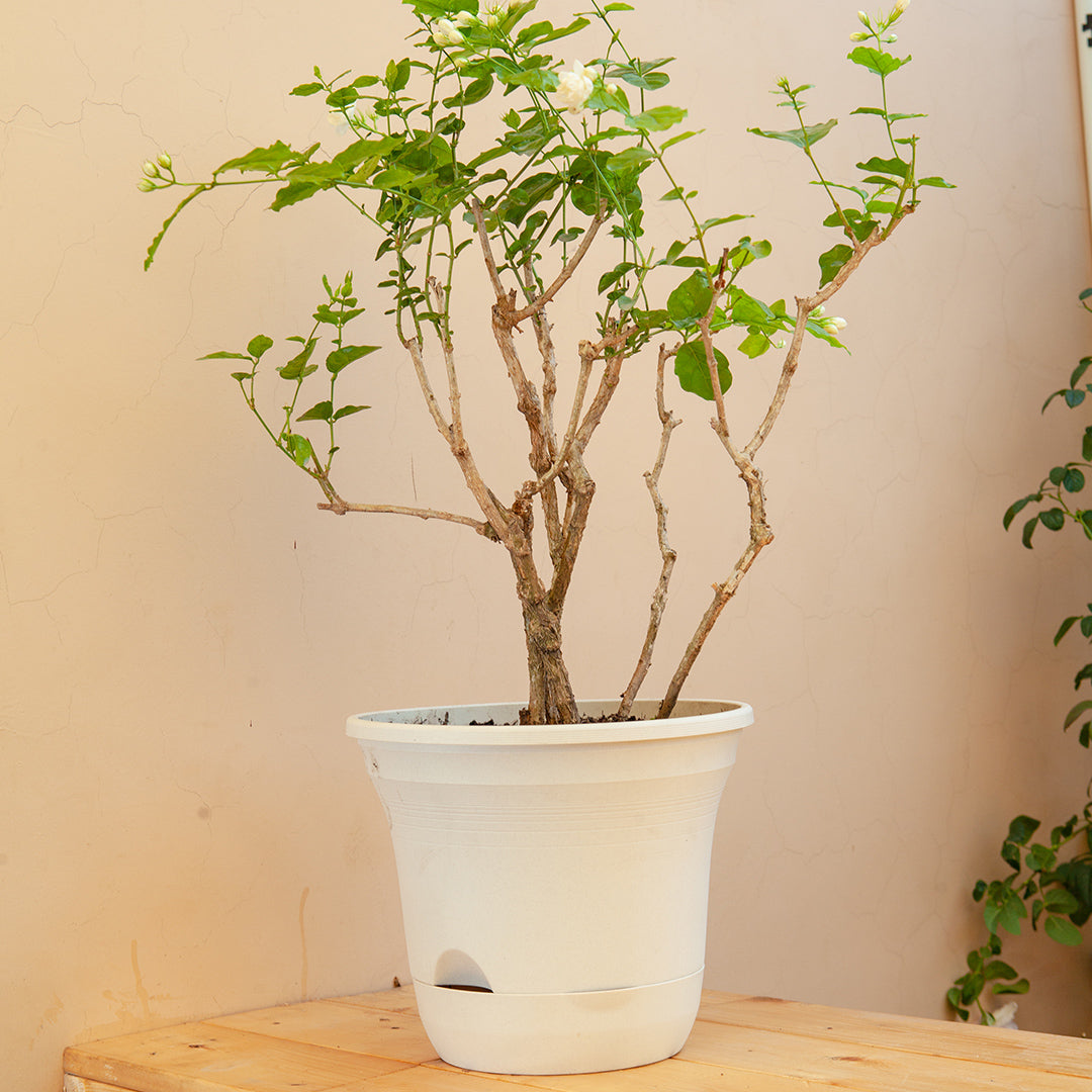 SOGA 19.5 cm White Plastic Plant Pot Self Watering Planter Flower Bonsai Indoor Outdoor Garden Decor Set of 3 - Cafe Supply