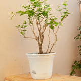 SOGA 19.5 cm White Plastic Plant Pot Self Watering Planter Flower Bonsai Indoor Outdoor Garden Decor Set of 2 - Cafe Supply