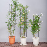 SOGA 2X 163cm 4-Bar Plant Frame Stand Trellis Vegetable Flower Herbs Outdoor Vine Support Garden Rack with Rings - Cafe Supply