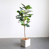 SOGA 2X 155cm Green Artificial Indoor Qin Yerong Tree Fake Plant Simulation Decorative - Cafe Supply