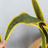 SOGA 2X 95cm Artificial Indoor Yellow Edge Tiger Piran Fake Decoration Tree Flower Pot Plant - Cafe Supply