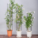 SOGA 2X 73cm 4-Bar Plant Frame Stand Trellis Vegetable Flower Herbs Outdoor Vine Support Garden Rack with Rings - Cafe Supply