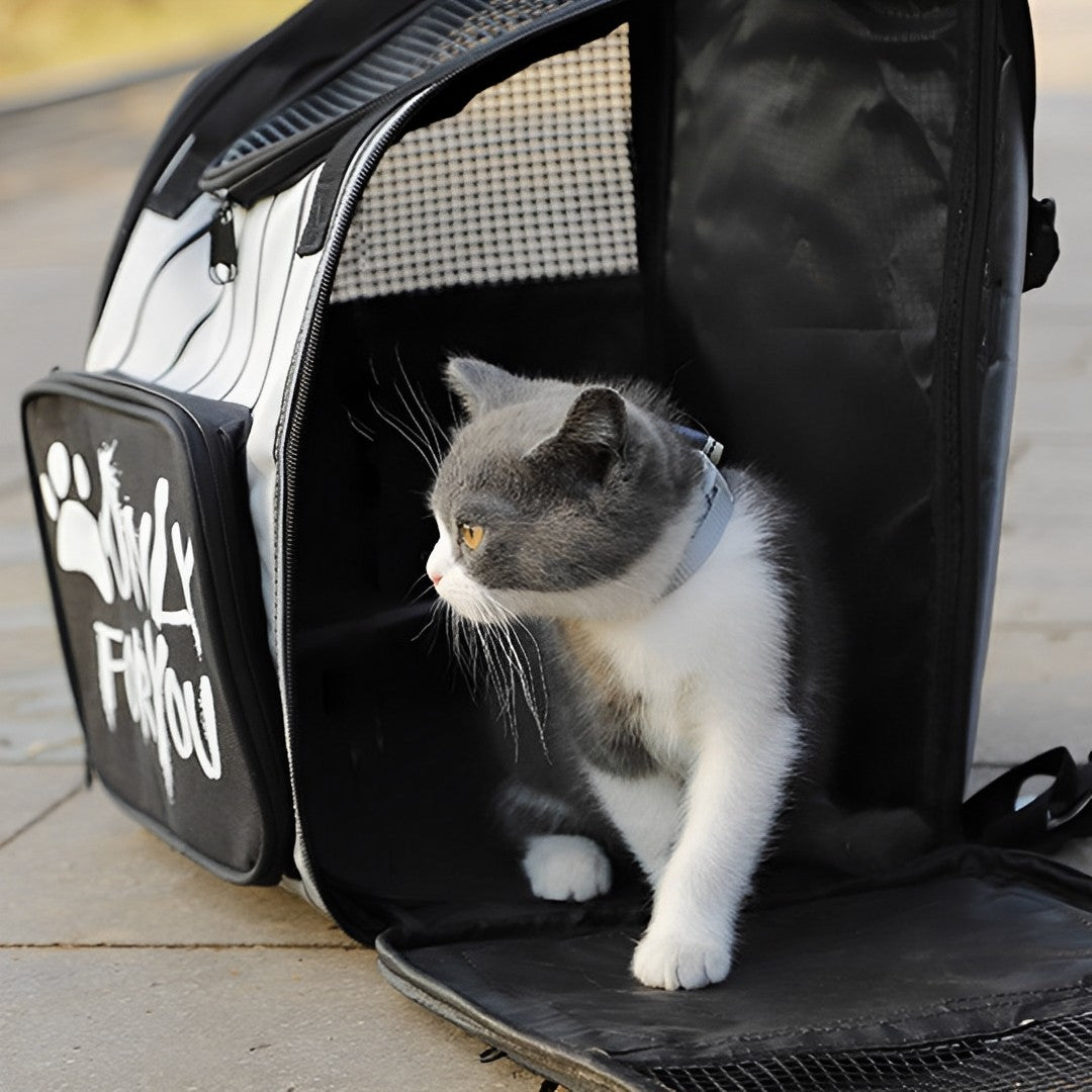 SOGA 2X Black Pet Carrier Backpack Breathable Mesh Portable Safety Travel Essentials Outdoor Bag - Cafe Supply