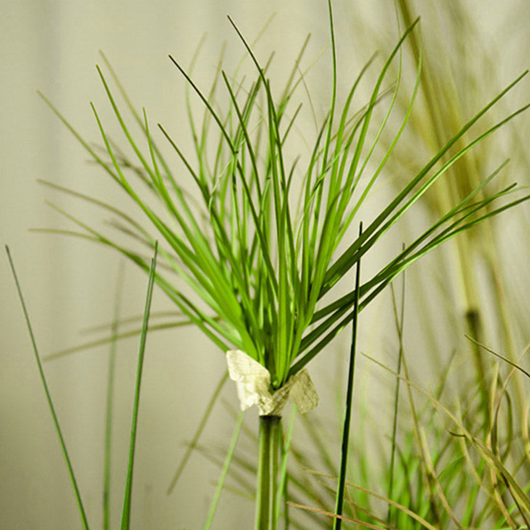 SOGA 2X 150cm Green Artificial Indoor Potted Papyrus Plant Tree Fake Simulation Decorative - Cafe Supply