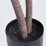 SOGA 2X 150cm Green Artificial Indoor Dragon Blood Tree Fake Plant Simulation Decorative - Cafe Supply