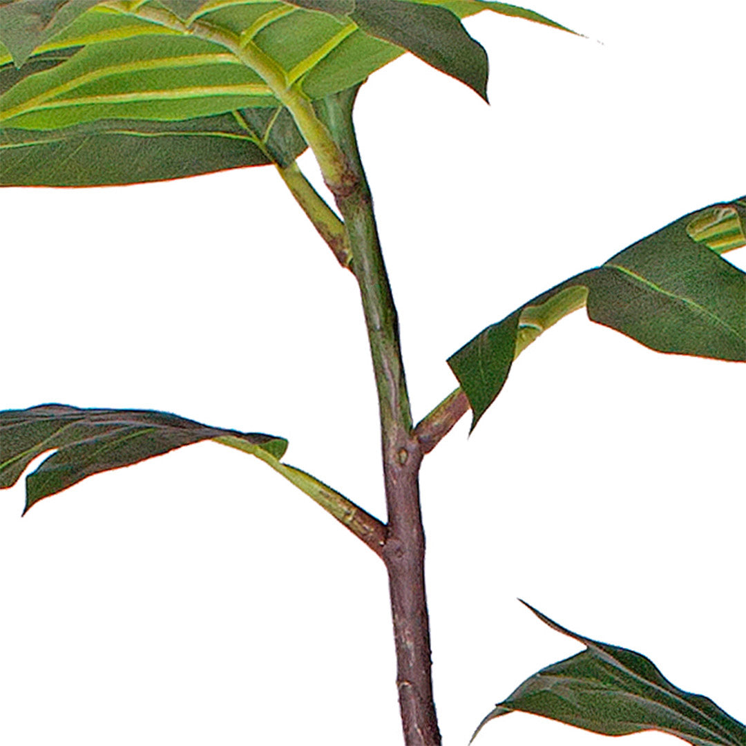 SOGA 4X 60cm Artificial Natural Green Split-Leaf Philodendron Tree Fake Tropical Indoor Plant Home Office Decor - Cafe Supply