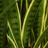 SOGA 2X 95cm Artificial Indoor Yellow Edge Tiger Piran Fake Decoration Tree Flower Pot Plant - Cafe Supply