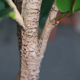 SOGA 155cm Green Artificial Indoor Qin Yerong Tree Fake Plant Simulation Decorative - Cafe Supply