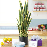 SOGA 2X 95cm Artificial Indoor Yellow Edge Tiger Piran Fake Decoration Tree Flower Pot Plant - Cafe Supply