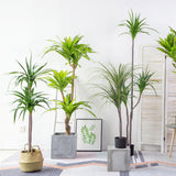 SOGA 2X 180cm Green Artificial Indoor Brazlian Iron Tree Fake Plant Decorative 4 Heads - Cafe Supply