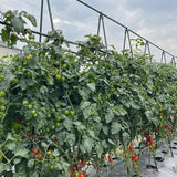 SOGA 90X120cm Plant Frame Tube Trellis Vegetable Flower Herbs Outdoor Vine Support Adjustable Garden Rack - Cafe Supply